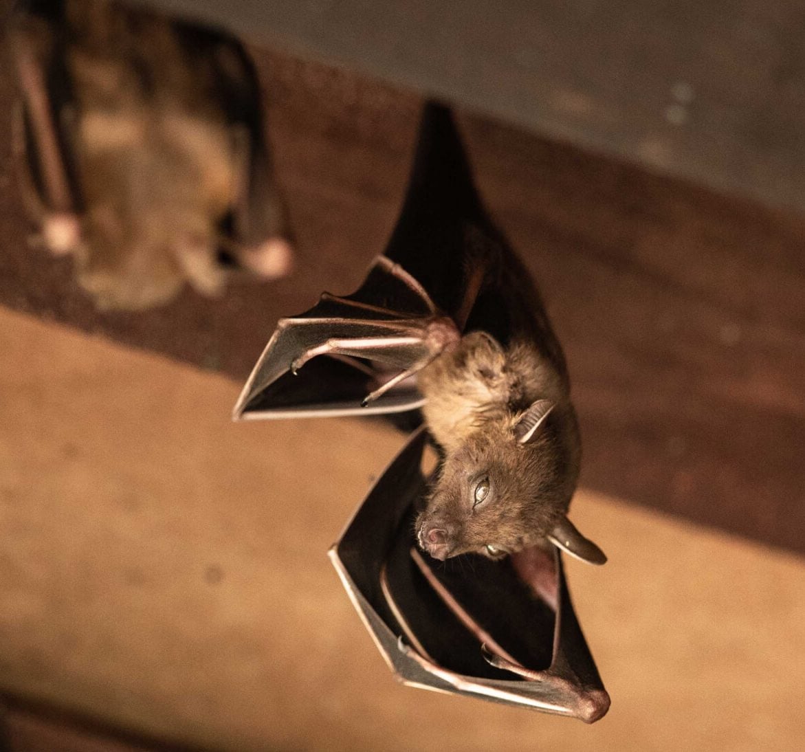 Wildlife-Bats in Cary